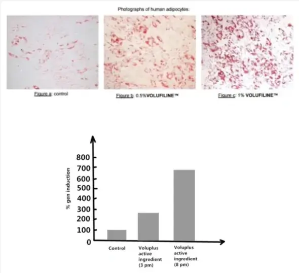 Human adipocytes